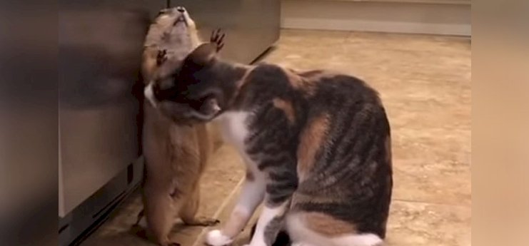 Mindenki ezt nézi: egy cica hatalmas nyelves puszikkal nyal körbe egy prérikutyát - videó